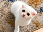 Cute Scottish Fold Female - Scottish Fold Kitten For Sale - Orlando&comma; FL&comma; US