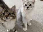 British long hair Ragdoll mix - British Shorthair Kitten For Sale - 