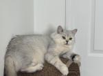 Moka - British Shorthair Cat For Sale - FL&comma; US