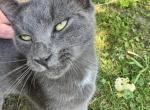 Slater - Domestic Cat For Adoption - Elmira Heights&comma; NY&comma; US