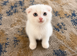 Cute Scottish fold male - Scottish Fold Kitten For Sale - Orlando&comma; FL&comma; US