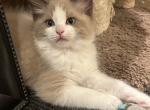 Stunning Mink Seal bicolor - Ragdoll Kitten For Sale - Rochester&comma; NY&comma; US