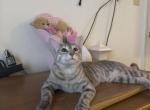 Mika - Bengal Kitten For Adoption - OK&comma; US