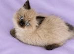 Tiana - Ragdoll Kitten For Sale - 