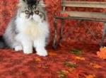 Male tabby & white - Persian Kitten For Sale - Kansas City&comma; MO&comma; US