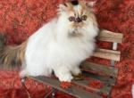 Persian female - Persian Kitten For Sale - Kansas City&comma; MO&comma; US