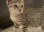 Acacia and Teak's litter - Domestic Kitten For Adoption - Kennesaw&comma; GA&comma; US