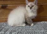 Nash - Siberian Kitten For Sale - Duncansville&comma; PA&comma; US