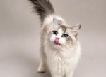 Sora - Siberian Cat For Sale - Belchertown&comma; MA&comma; US