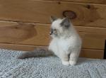 Noodle - Siberian Kitten For Sale - Duncansville&comma; PA&comma; US