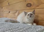 Noodle - Siberian Kitten For Sale - 