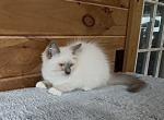 Nelson - Siberian Kitten For Sale - Duncansville&comma; PA&comma; US