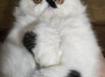 MONRT - Persian Cat For Sale - 
