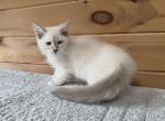 Nilla Wafer - Siberian Kitten For Sale - Duncansville&comma; PA&comma; US