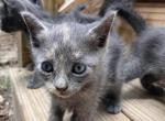 Mama Kitty Summer Litter - Domestic Kitten For Sale - Bonifay&comma; FL&comma; US