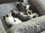 Kittens for sale - Domestic Kitten For Sale - 