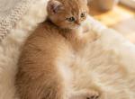 Dasha - British Shorthair Kitten For Sale - PA&comma; US