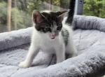 Looking for new home - Domestic Kitten For Sale - 
