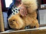 VALENTINE - Persian Cat For Sale - 