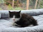 Looking for new home kittins - Domestic Kitten For Sale - 
