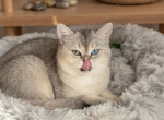 Maria - British Shorthair Kitten For Sale - 