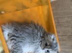 Alex - British Shorthair Kitten For Sale - 