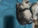 Novas litter - Siamese Cat For Sale - Riverview&comma; FL&comma; US