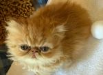 Light boy - Persian Kitten For Sale - 