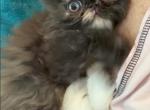 Tortie Girl - Persian Kitten For Sale - 