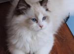 seal bicolor - Ragdoll Kitten For Sale - Bristow&comma; VA&comma; US