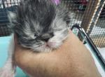 Black smoke and white females - Persian Kitten For Sale - 