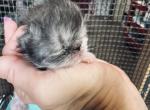Black smoke and white females - Persian Kitten For Sale - Joplin&comma; MO&comma; US