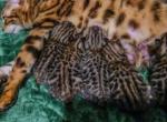 Traverse litter - Bengal Kitten For Sale - Chicago&comma; IL&comma; US