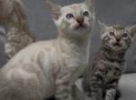 White Chevy litter - Bengal Kitten For Sale - Chicago&comma; IL&comma; US
