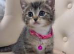 Kittens - American Shorthair Kitten For Sale - Dearborn Heights&comma; MI&comma; US