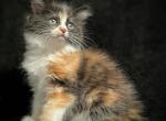 Cute colorful kittens - Domestic Kitten For Sale - Portola&comma; CA&comma; US
