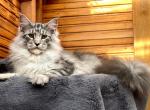 Import from Russia - Maine Coon Cat For Sale/Service - Locust Grove&comma; OK&comma; US