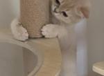 Ben DNA Verified Fawn Golden - British Shorthair Kitten For Sale - Matthews&comma; NC&comma; US