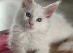 Snow - Maine Coon Kitten For Sale - 