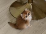 Black golden chinchilla NY12 longhair female - British Shorthair Kitten For Sale - Matthews&comma; NC&comma; US