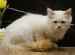 Mecca of RomanovCats - Siberian Kitten For Sale - Ashburn&comma; VA&comma; US
