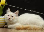 Mecca of RomanovCats - Siberian Kitten For Sale - Ashburn&comma; VA&comma; US
