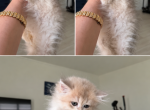 Bentley - British Shorthair Kitten For Sale - Matthews&comma; NC&comma; US