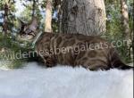 Jasper - Bengal Kitten For Sale - 