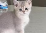 Lucas - British Shorthair Kitten For Sale - Matthews&comma; NC&comma; US