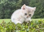Lucas - British Shorthair Kitten For Sale - Matthews&comma; NC&comma; US