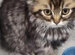 Chocolate Tabby Persian Kitten - Persian Kitten For Sale - Parma&comma; OH&comma; US