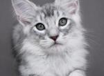 Maine Coon Kittens - Maine Coon Kitten For Sale - Newport&comma; ME&comma; US