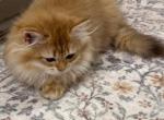 Chocolate golden - British Shorthair Kitten For Sale - Matthews&comma; NC&comma; US