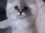 Green Eyed Blue Point Persian Kitten - Persian Kitten For Sale - Parma&comma; OH&comma; US
